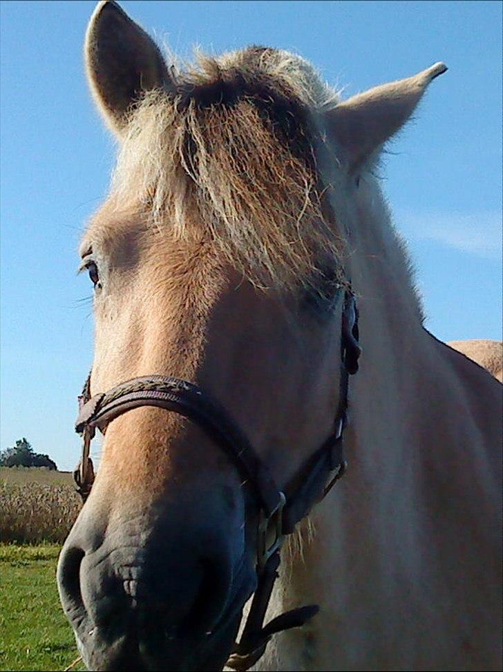 Fjordhest Duna billede 7