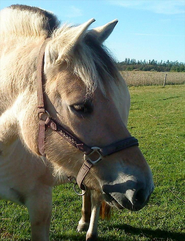 Fjordhest Duna billede 8