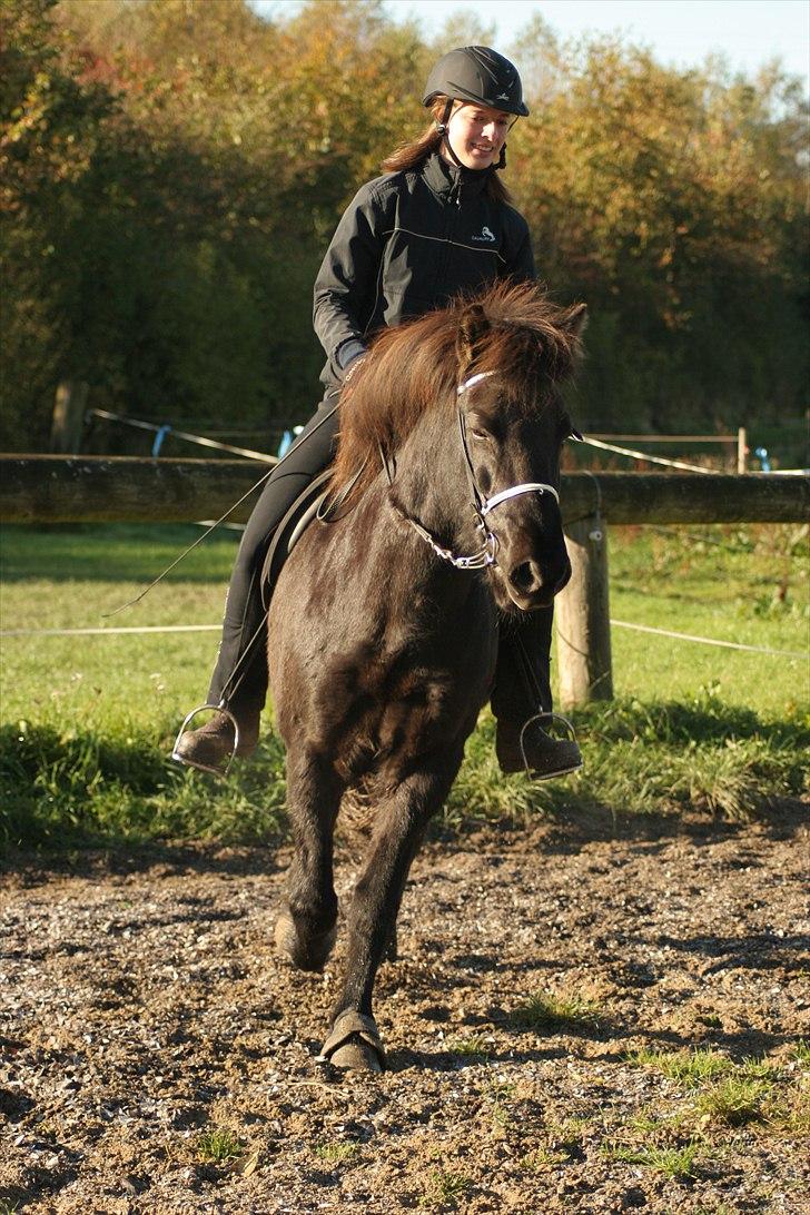 Islænder Húginn fra Gl. Essendrup - Velkommen til Huginns profil.  Smid da lige en bedømmelse, nu du er her (:  billede 1