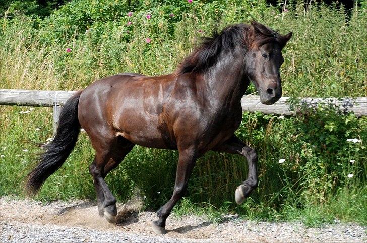 Islænder Húginn fra Gl. Essendrup billede 4