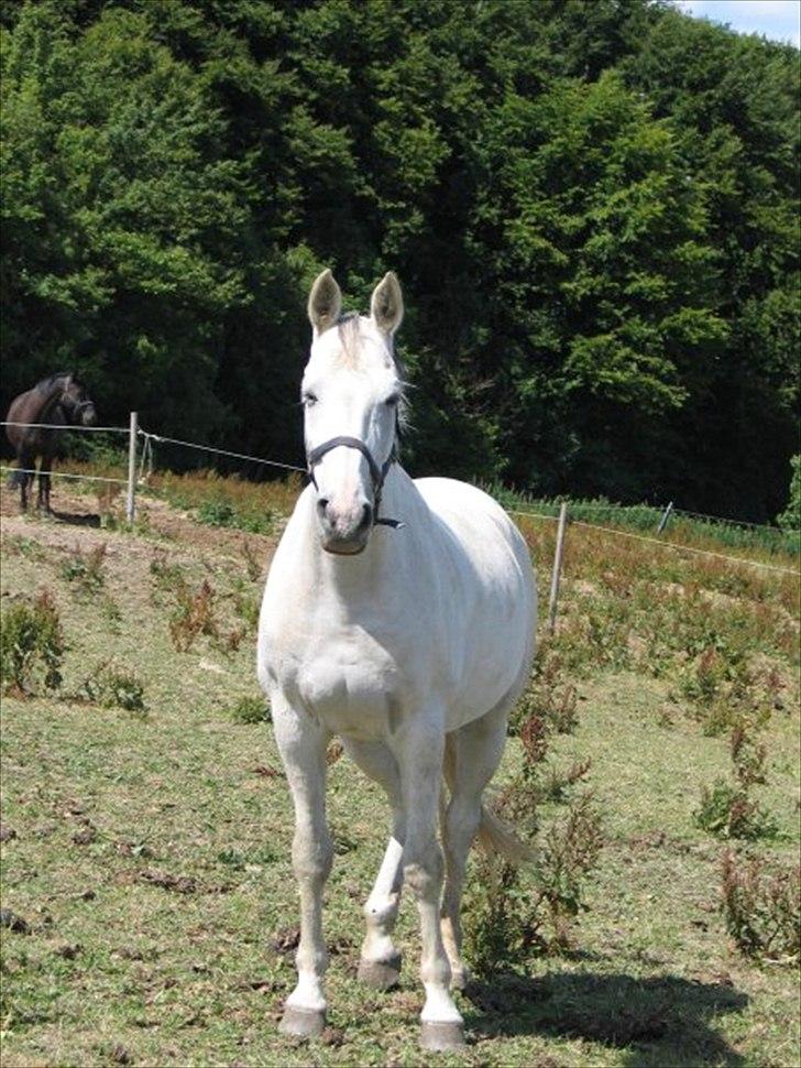 Dansk Varmblod Maybe White - søde maybe på fold! <3 billede 6