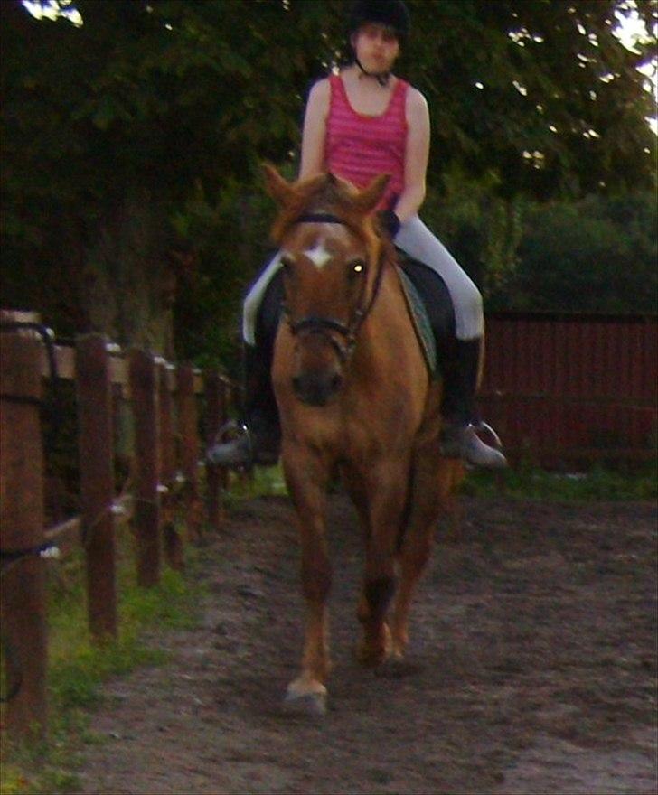 Anden særlig race Zaire *Gamle* billede 3