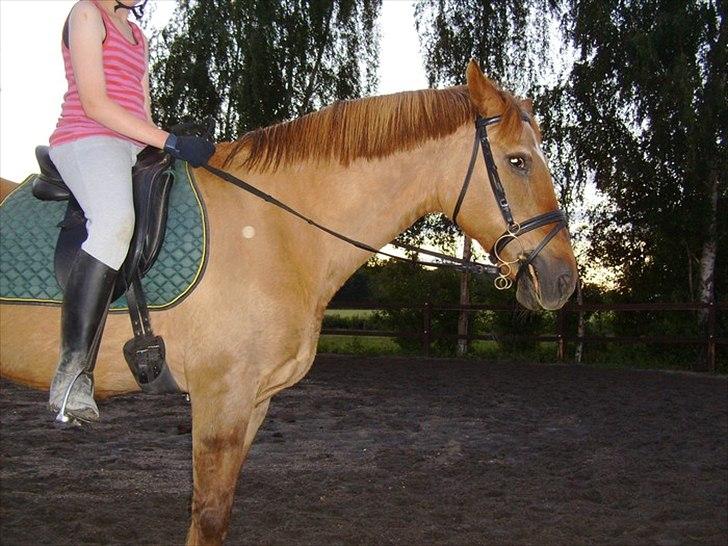 Anden særlig race Zaire *Gamle* billede 4