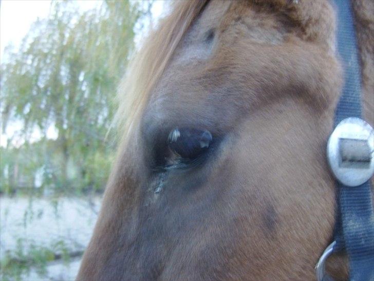 Anden særlig race Zaire *Gamle* billede 9