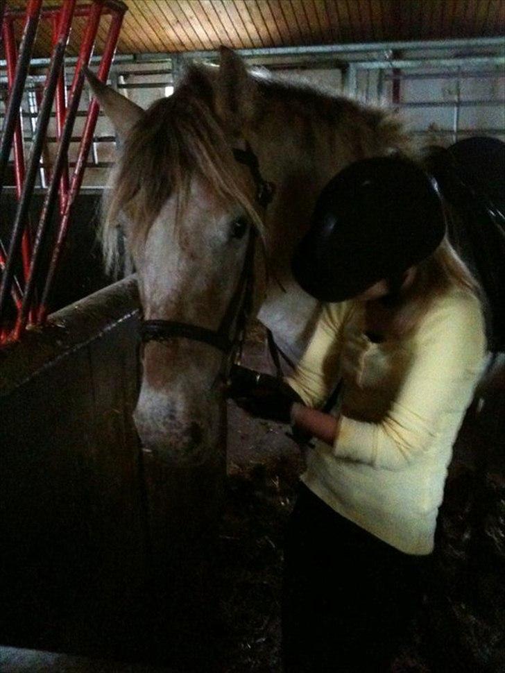 Knabstrupper Inger AKA Brumbas(savnet) billede 17