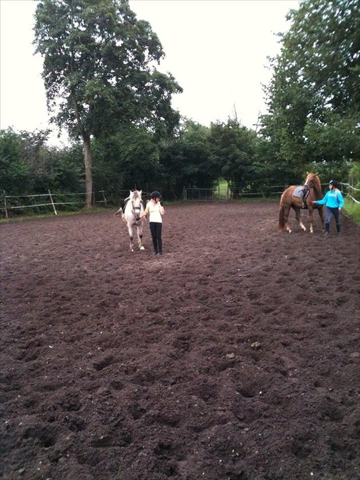 Knabstrupper Inger AKA Brumbas(savnet) billede 18