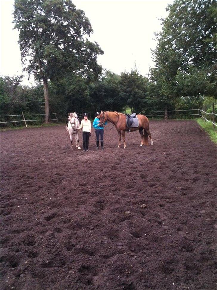 Knabstrupper Inger AKA Brumbas(savnet) billede 19