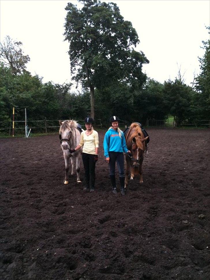 Knabstrupper Inger AKA Brumbas(savnet) billede 20