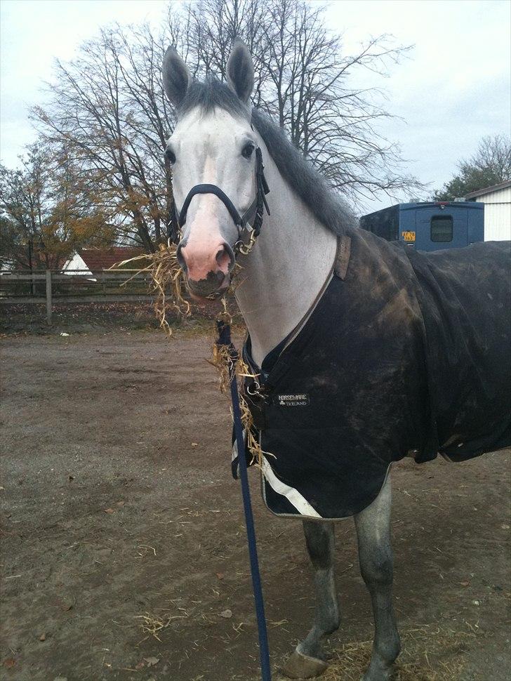 Holstener Carnudo billede 17