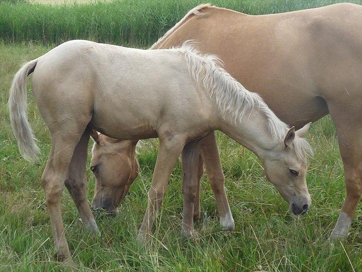 Palomino Araber:  Majidah solgt i 2014 billede 3