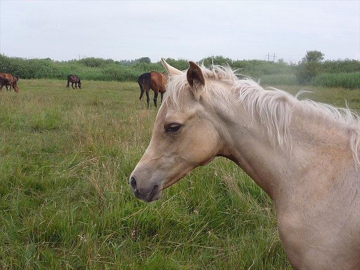 Palomino Araber:  Majidah solgt i 2014 billede 5