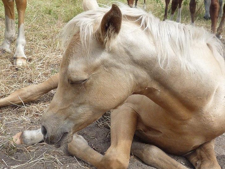 Palomino Araber:  Majidah solgt i 2014 billede 6