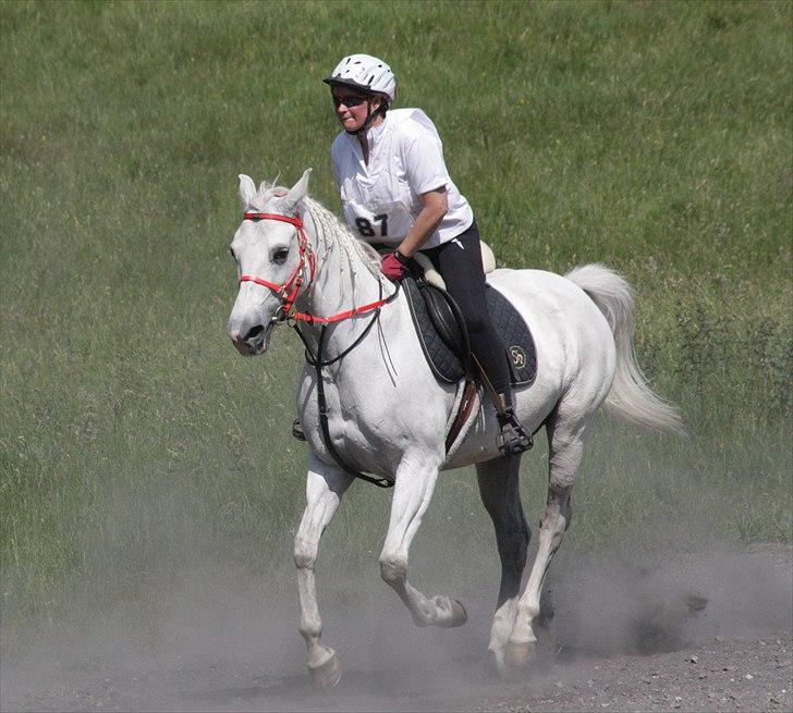 Shagya Araber (SH) Sharie Sh billede 7