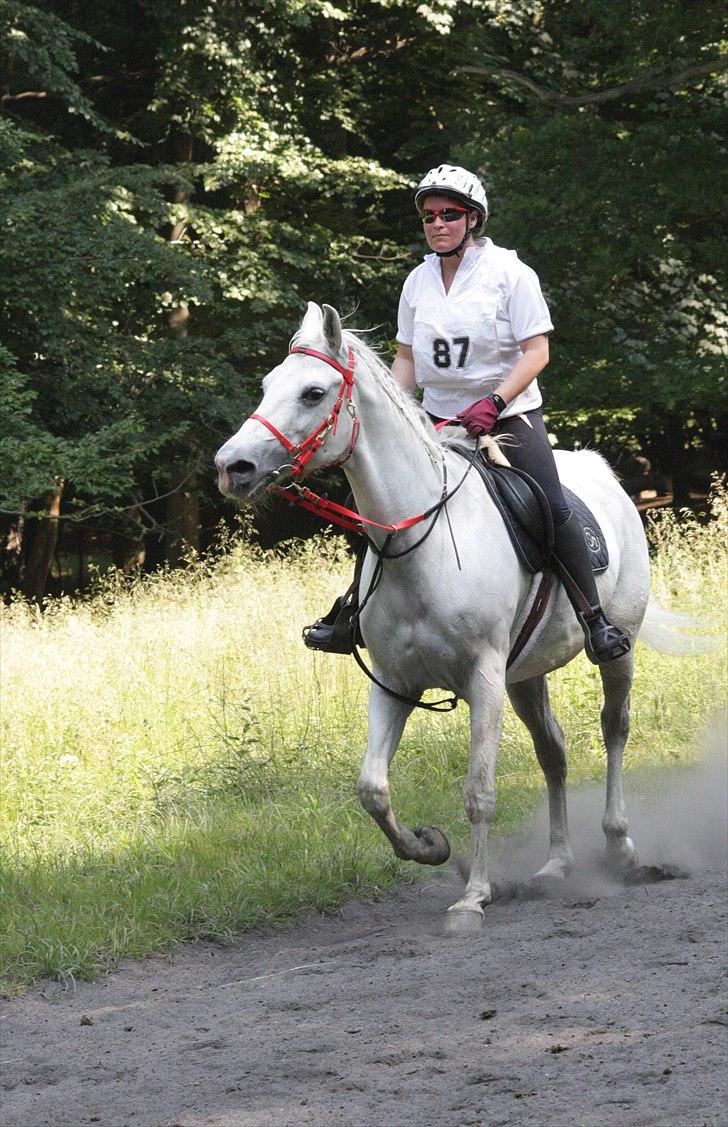 Shagya Araber (SH) Sharie Sh billede 8