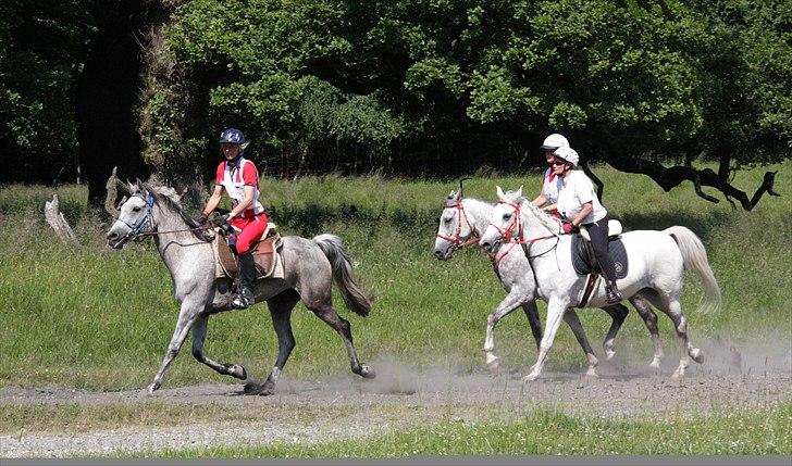 Shagya Araber (SH) Sharie Sh billede 9