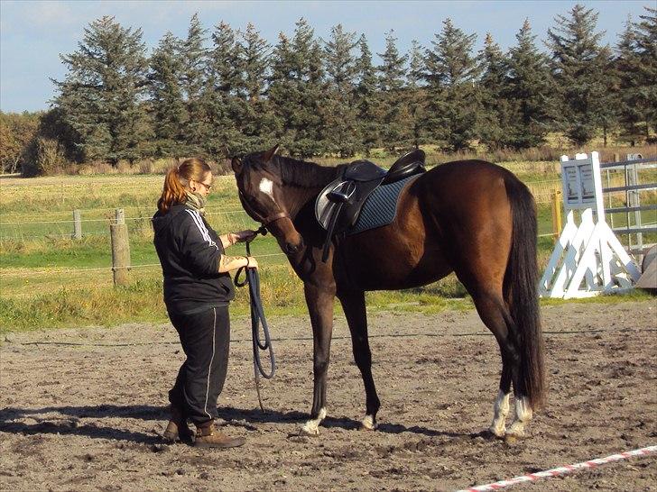 Dansk Varmblod Royal One Cruizer - Hmmm Sanne... hva er det for noget du har puttet på min ryg ??! billede 10