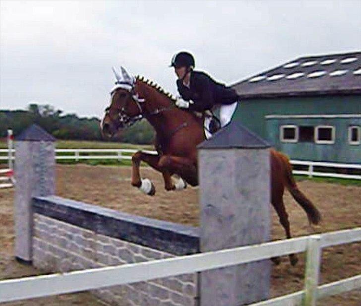 Anden særlig race Fiesta billede 17