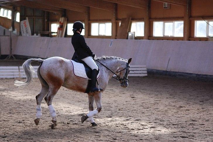Anden særlig race Ozzy(gammel part) billede 9
