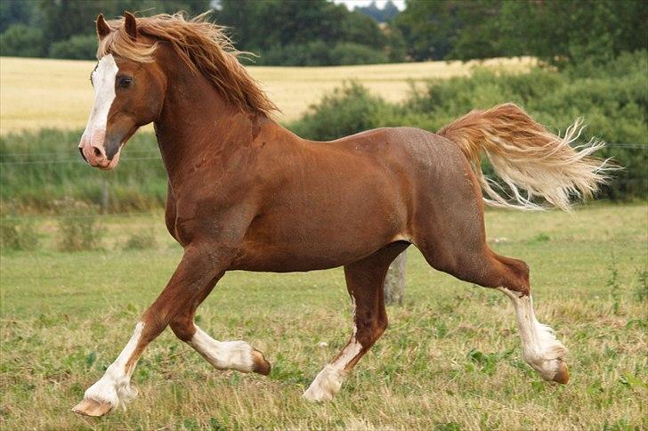 Welsh Cob (sec D) Kildegaards Columbus - 17 år på billede billede 11