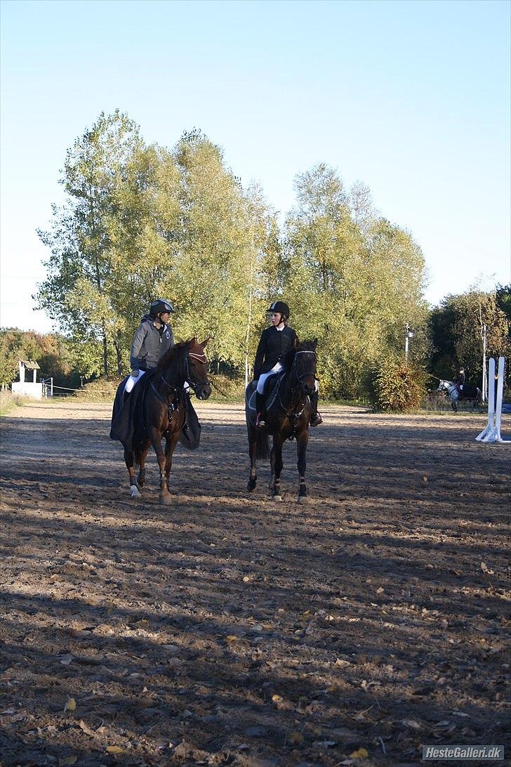 New Forest Berktzicht Ronald (Bruce) R.I.P  - Bruce og Joey og Celine og jeg som skridter sammen :)<3 MCL-Foto billede 9