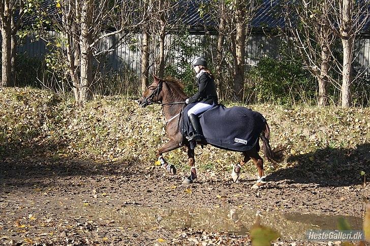 New Forest Berktzicht Ronald (Bruce) R.I.P  - MCL billede 16