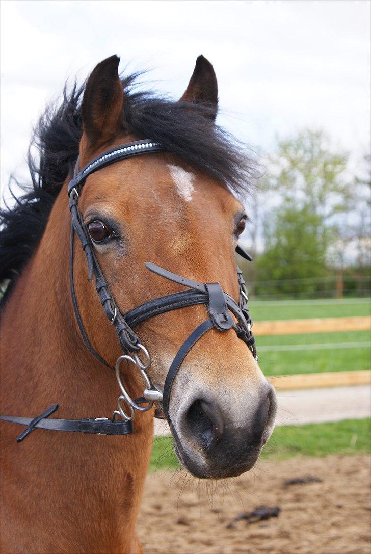Anden særlig race Flying Coco billede 1