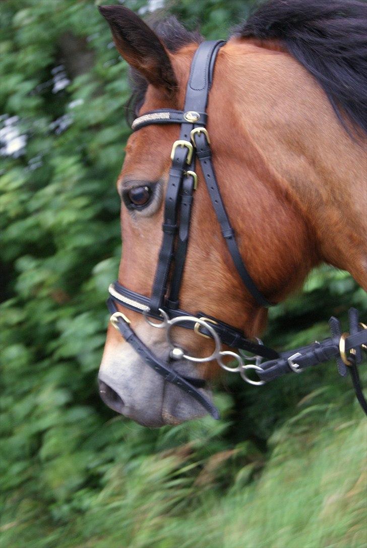 Anden særlig race Flying Coco billede 2