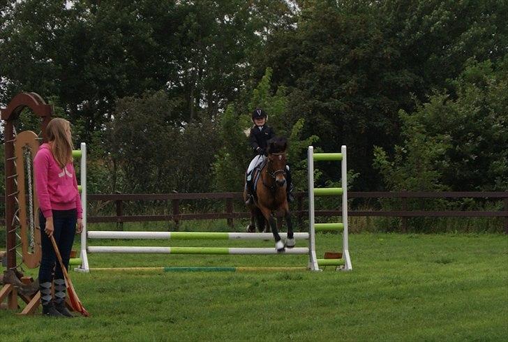 Anden særlig race Flying Coco billede 3