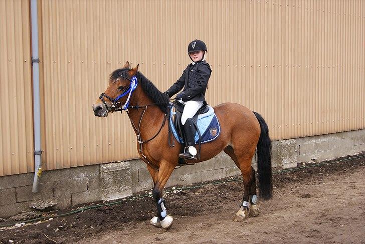 Anden særlig race Flying Coco billede 4