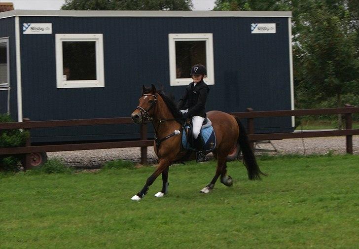 Anden særlig race Flying Coco billede 6