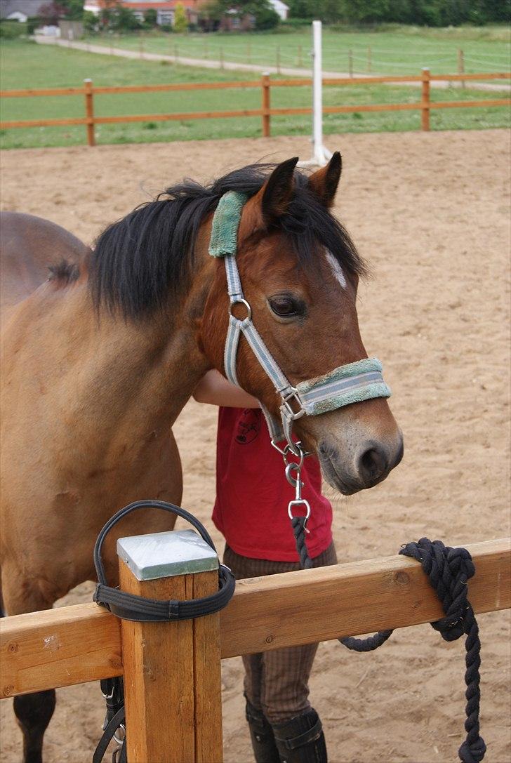 Anden særlig race Flying Coco billede 8