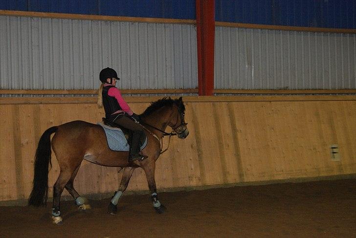 Anden særlig race Flying Coco billede 11