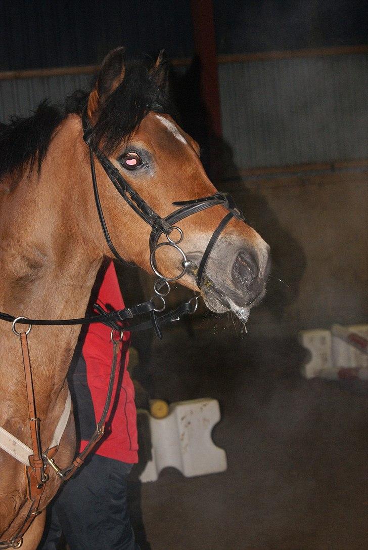 Anden særlig race Flying Coco billede 12