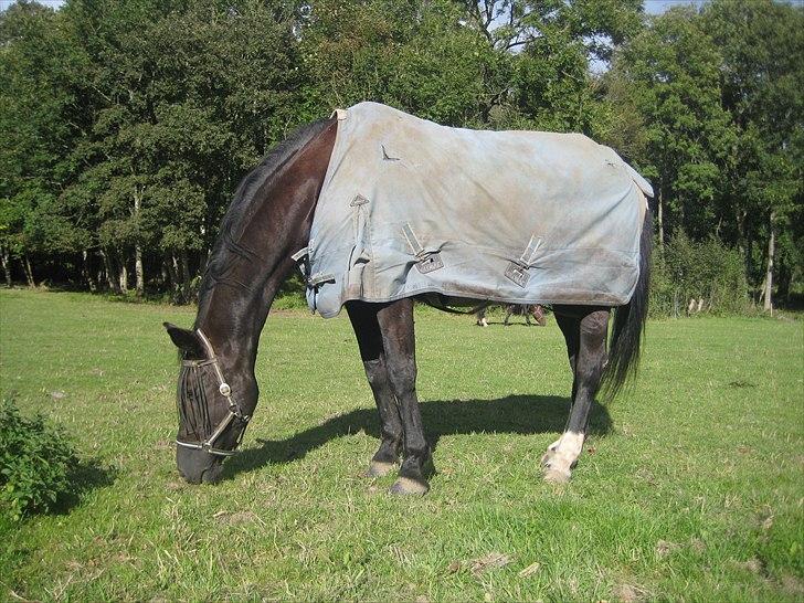 Dansk Varmblod Citta **R.I.P** - ude på folden med dejlige vintætte vinterdækken billede 9