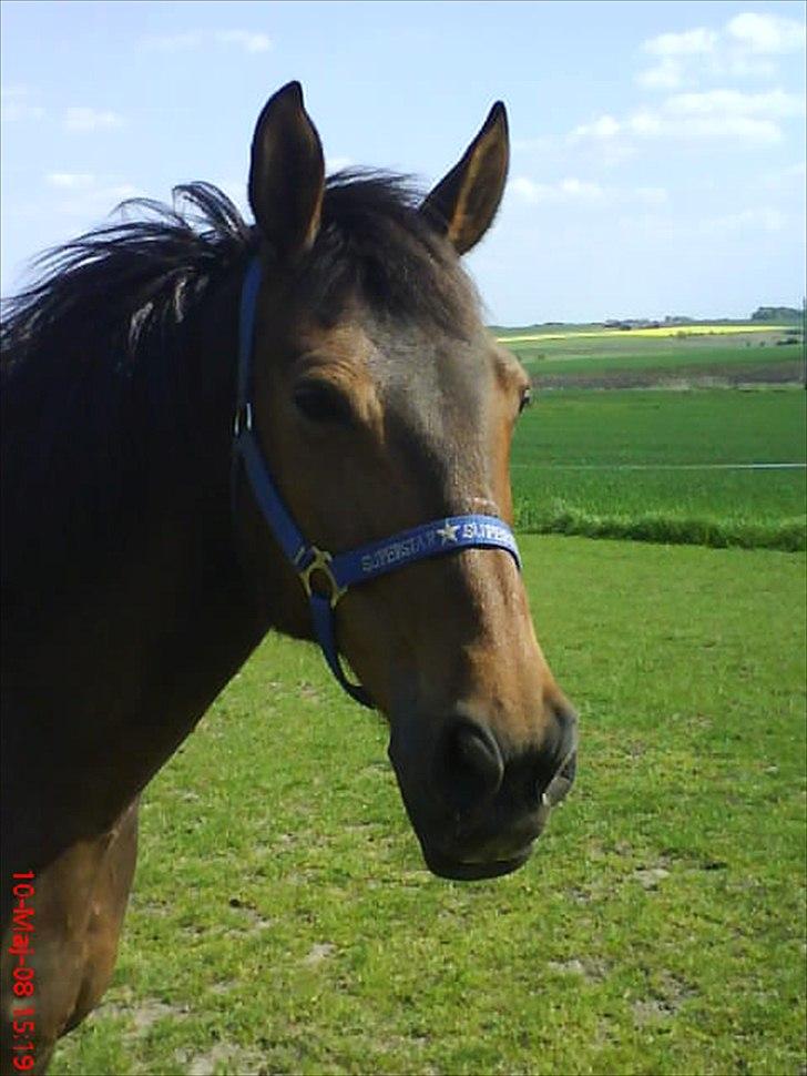 Anden særlig race Chiko * R.I.P * - Dejlige basse mand <3 billede 1