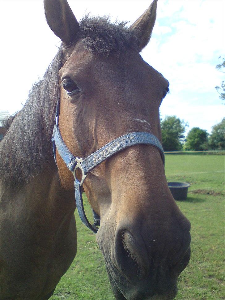 Anden særlig race Chiko * R.I.P * billede 2