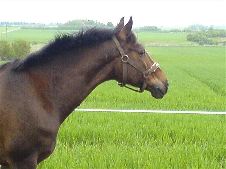 Anden særlig race Chiko * R.I.P * - Nyder udsigten på hans nye fold <3 billede 3