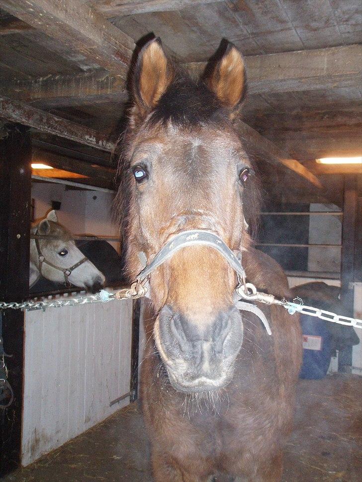 Anden særlig race Chiko * R.I.P * - Min uldtot, med en hel masse vinterpels :) billede 5