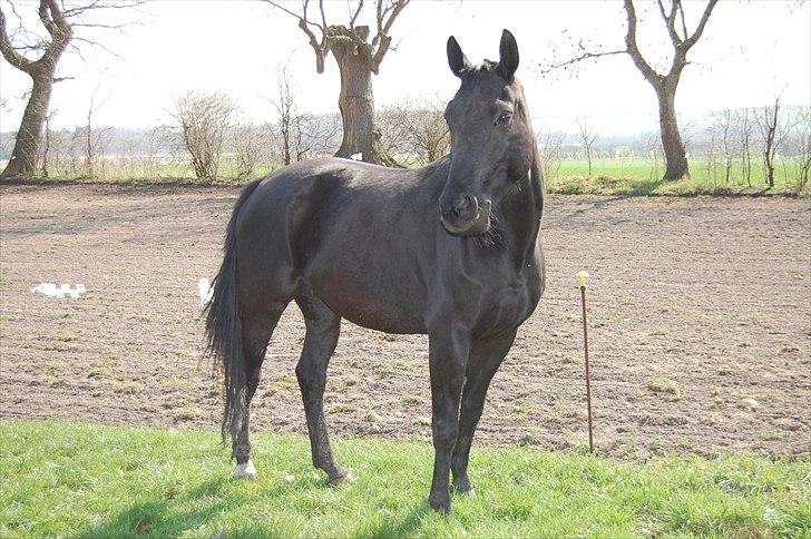 Dansk Varmblod DODO - Dodo - Forår 2009 billede 1