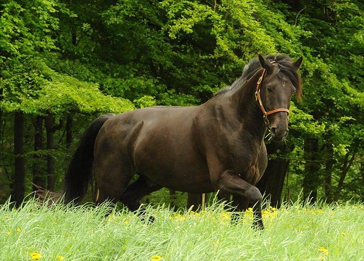 Anden særlig race Simply Grey (R.I.P) - Foto Linn Radsted. :) billede 10