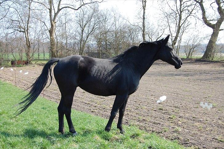 Dansk Varmblod DODO - Dodo billede 3