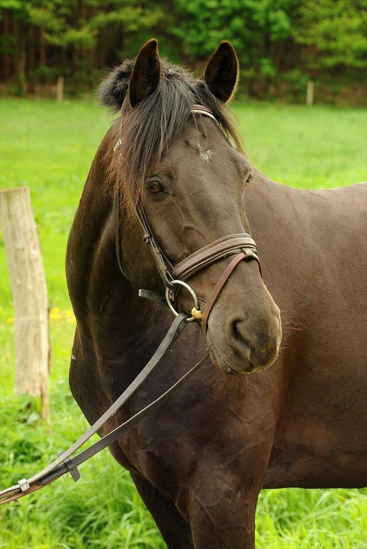 Anden særlig race Simply Grey (R.I.P) - Foto Linn Radsted. billede 14