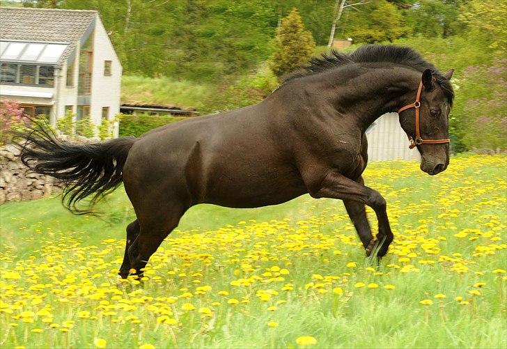 Anden særlig race Simply Grey (R.I.P) - Foto Linn Radsted. billede 15