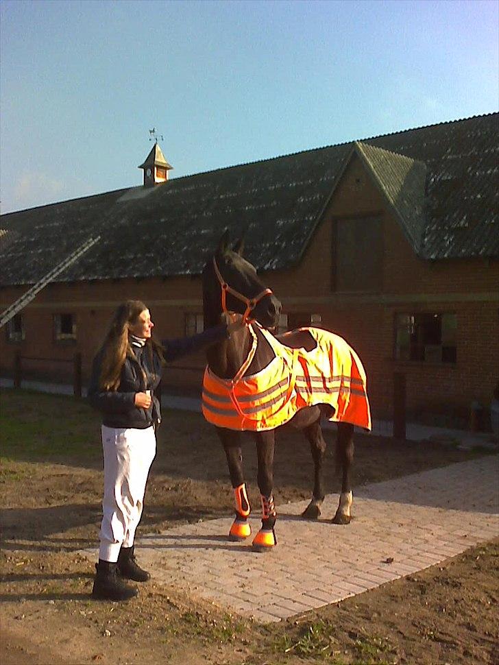 Dansk Varmblod Citta **R.I.P** - Dejlige Orange Trafiksikre refleks Citta billede 11