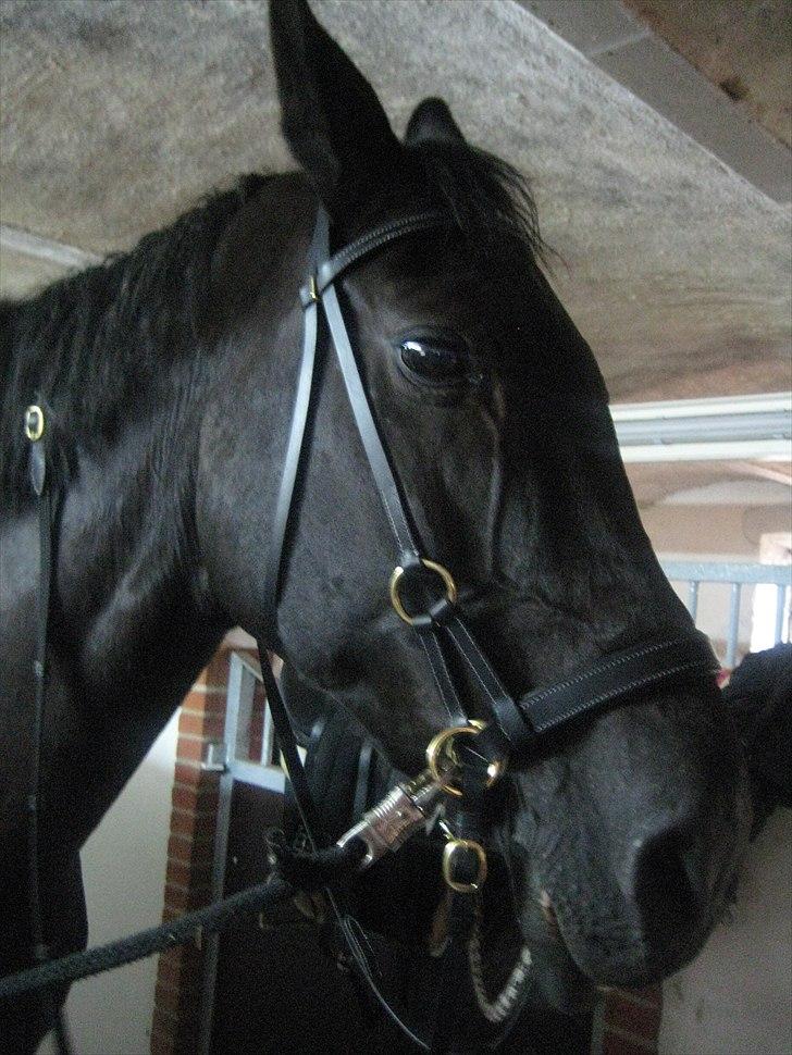 Dansk Varmblod Citta **R.I.P** - Bidløs trense ;D billede 13