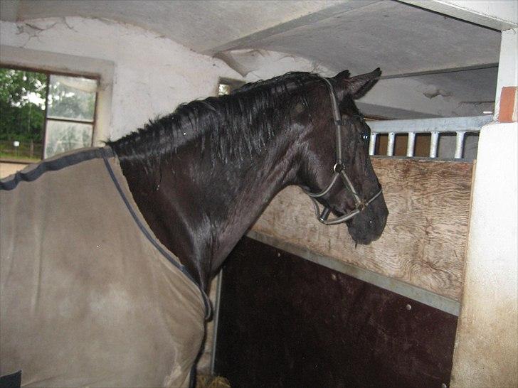 Dansk Varmblod Citta **R.I.P** - Våde Citta  billede 14