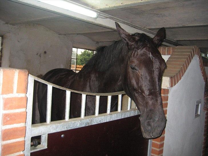 Dansk Varmblod Citta **R.I.P** - Citta i boks billede 16