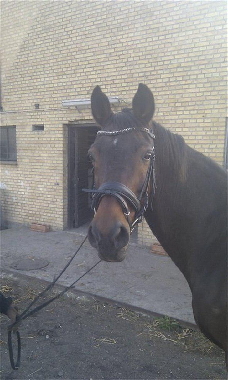 Trakehner SKOVBYGÅRDS GOLDSTERN billede 1