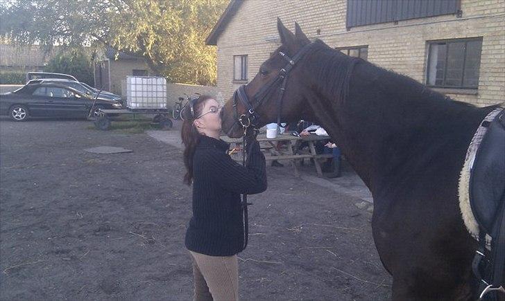 Trakehner SKOVBYGÅRDS GOLDSTERN billede 2