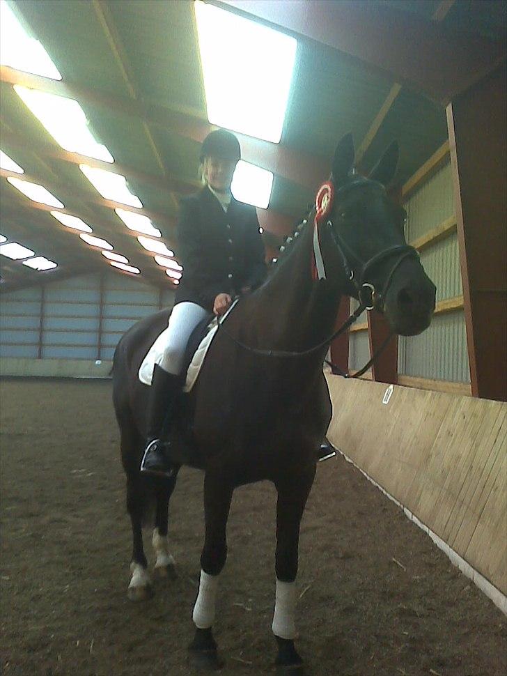 Dansk Varmblod Citta **R.I.P** - Mig og Citta vandt førstepladsen i LD 1 på skovly billede 19